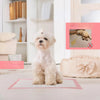 Highly Absorbent Disposable Pet Training Pads with Leak-Proof Protection