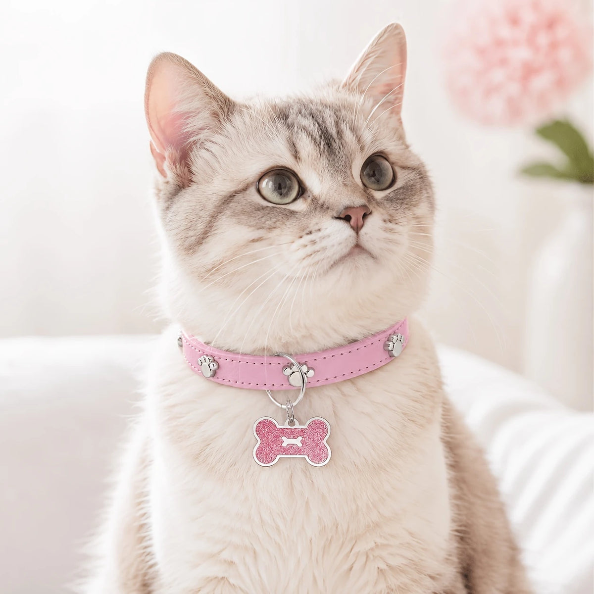 A light gray cat wearing a pink collar with a bone-shaped paw print tag.