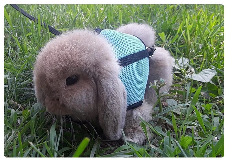 Chaleco Transportador Transpirable para Mascotas con Arnés y Correa
