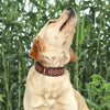 A light-colored dog is looking up, wearing an adjustable brown leather collar with metal spikes.