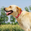Personalisierte bestickte Nylon-Hundehalsband