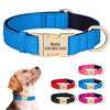 Blue padded dog collar with gold hardware and custom ID engraving on a dog's neck.