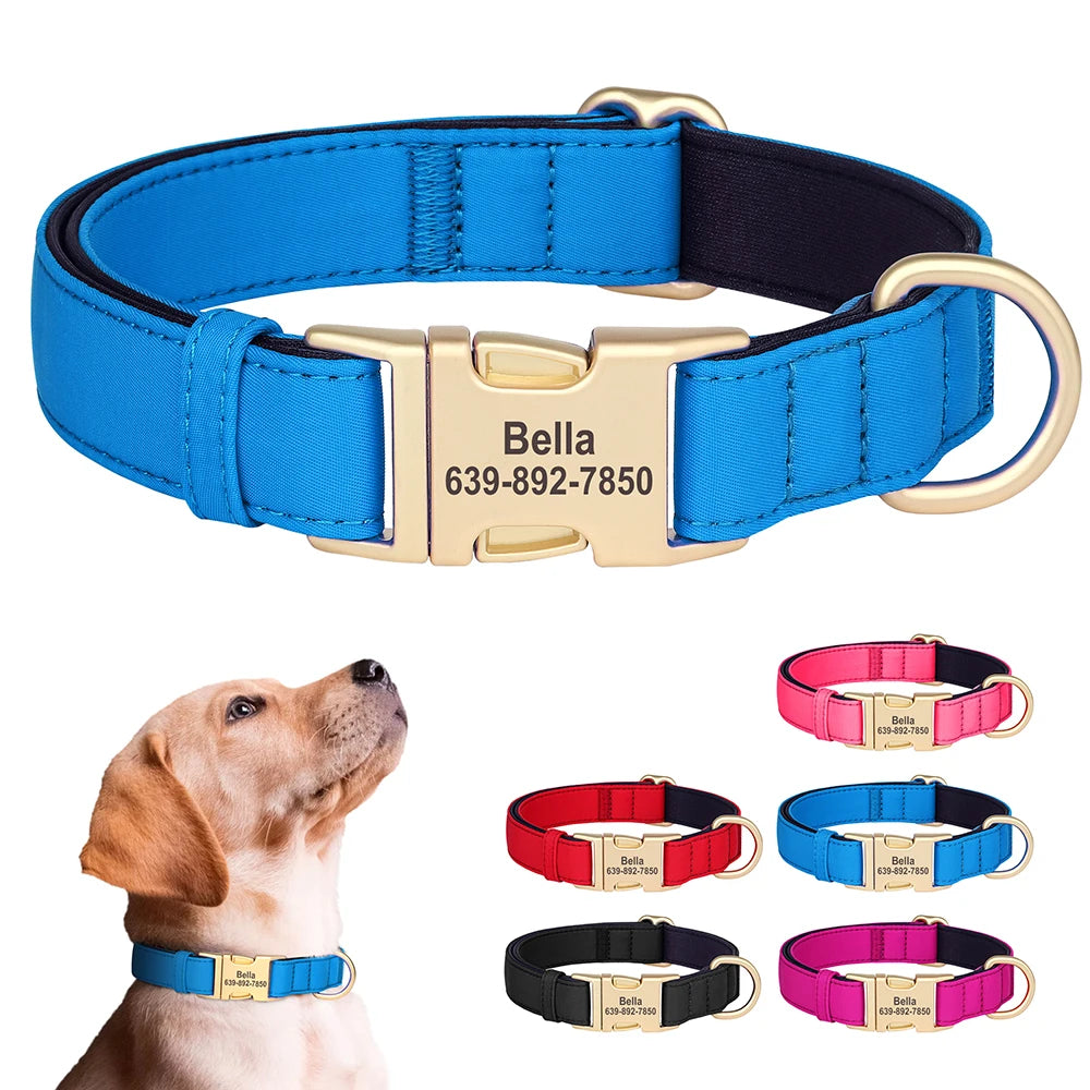 Blue padded dog collar with gold hardware and custom ID engraving on a dog's neck.