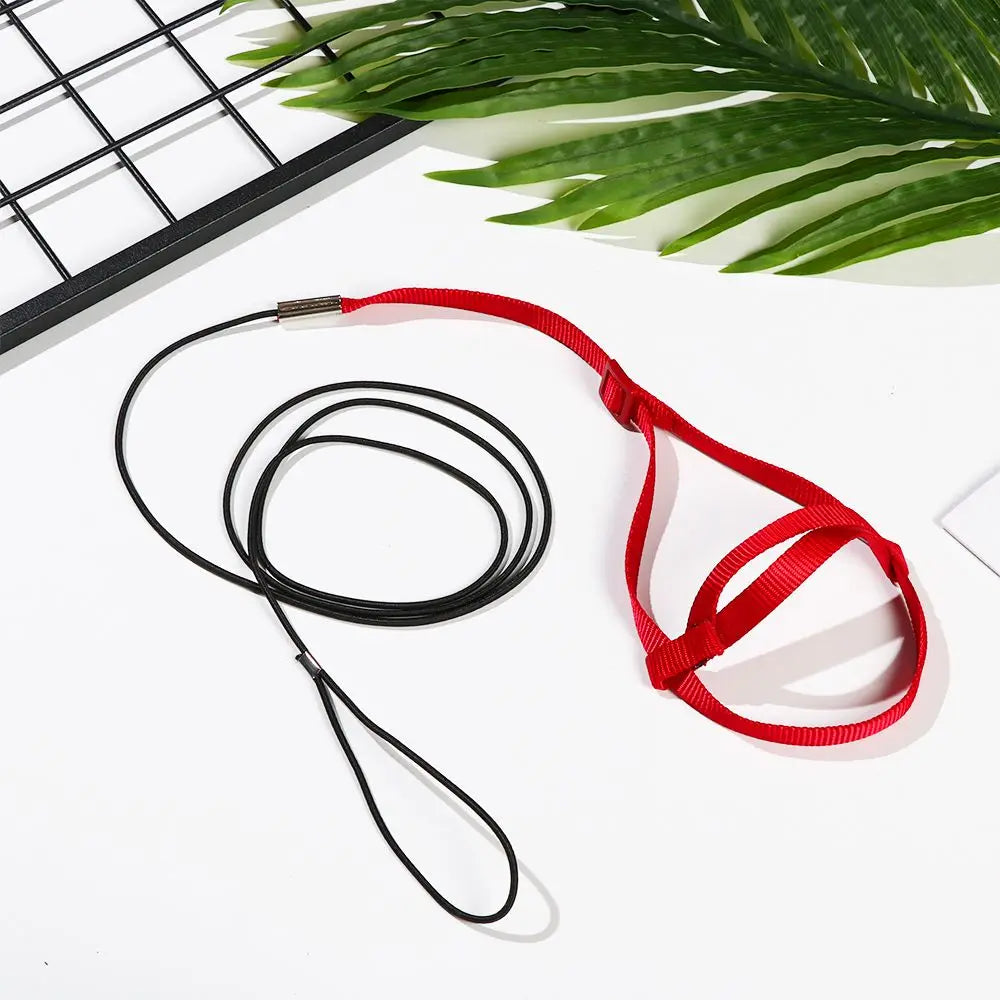 Red and black bird harness with adjustable flight leash laid on a white surface next to a green leaf.