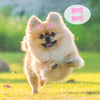 A fluffy light brown dog is running across green grass with pink hair clips floating around it.