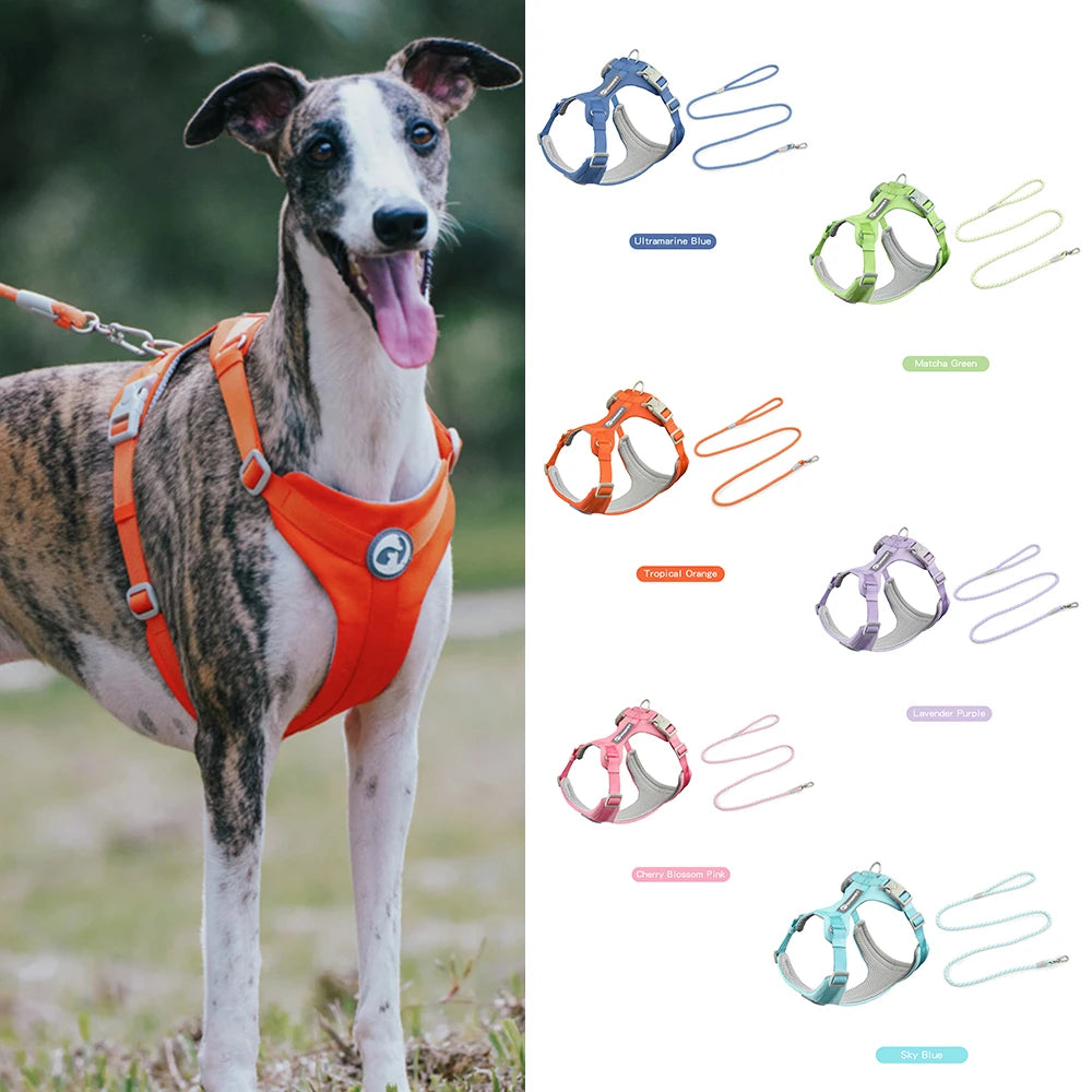 A dog wearing an orange harness, with various colored harnesses and leashes displayed next to it.