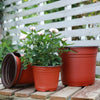 Plastic Plant Nursery Pots with Drainage Holes (Set of 10)