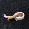 Cuenco de Cerámica Antifuga para Reptiles