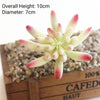 A small succulent plant with pink and green leaves is displayed on a wooden box.