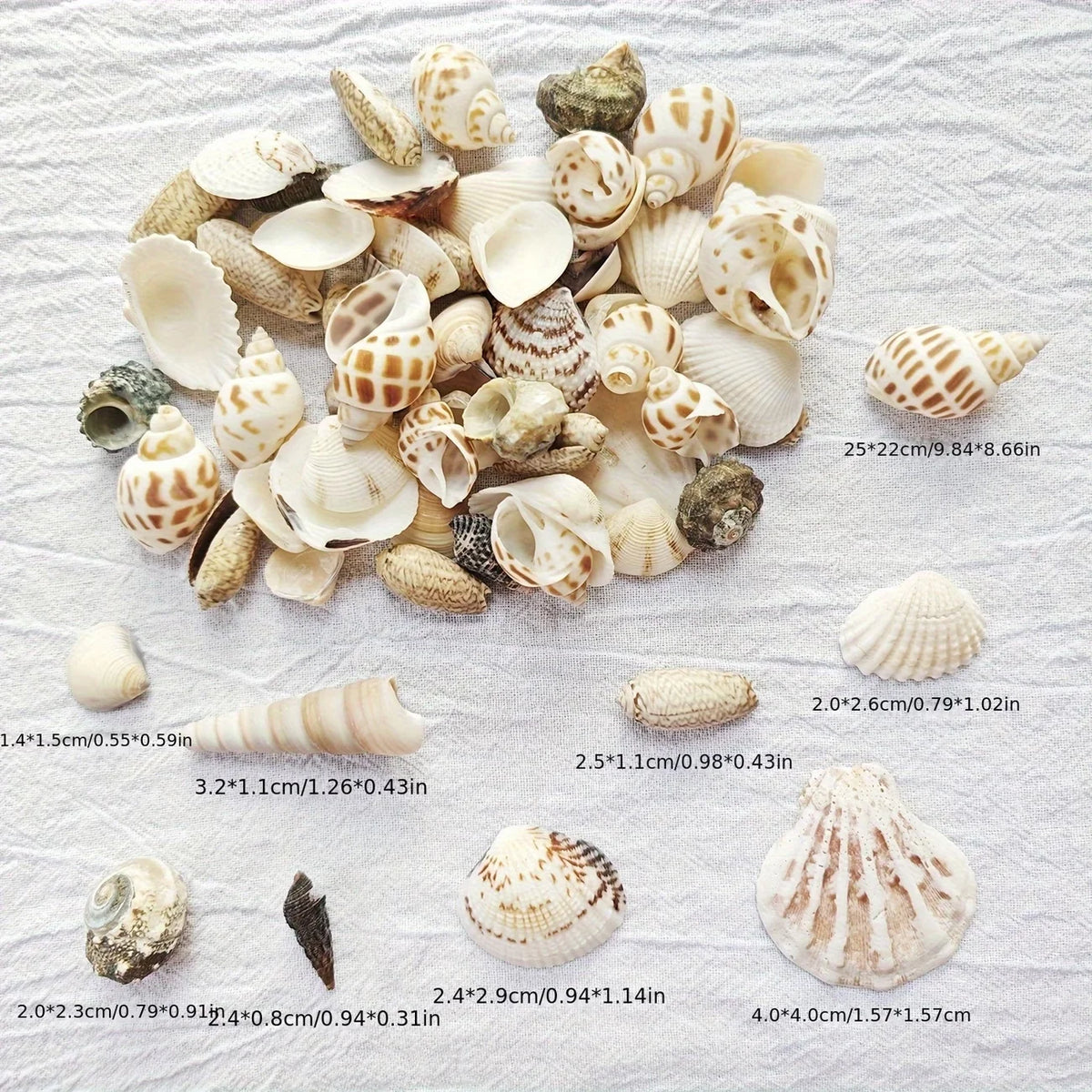 Natural Sea Wind Mixed Shells for Aquarium Décor (100g)
