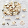 Natural Sea Wind Mixed Shells for Aquarium Décor (100g)