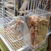 Sauberer Acryl-Vogelfutter- & Tränkespender für Wellensittiche