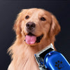 A golden retriever dog is shown with a blue pet hair clipper grooming kit in its mouth.
