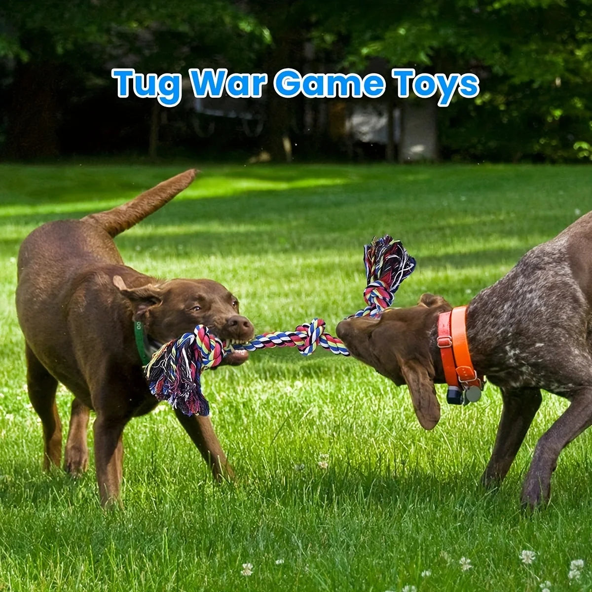Two dogs playing tug of war with colorful knot rope toys in a grassy yard.