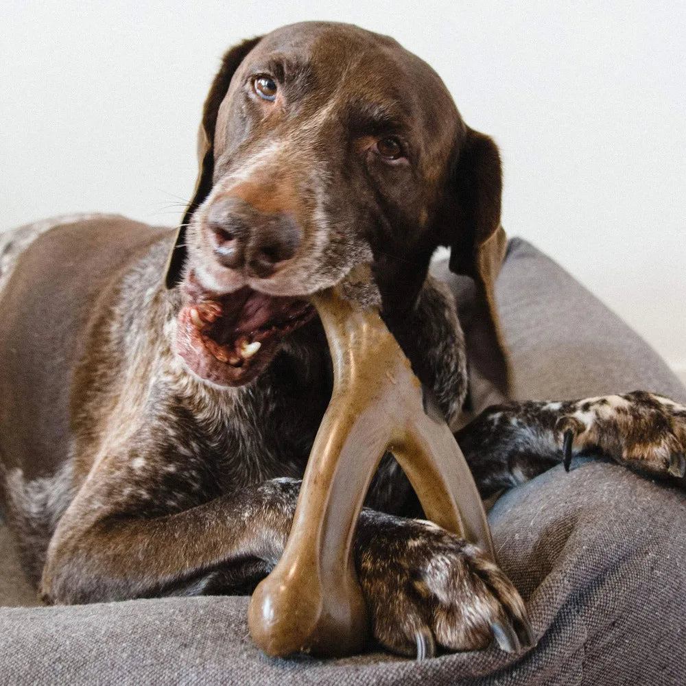 Ein braves Hund liegt und hält ein hellbraunes Nylon-Kauspielzeug für Hunde.