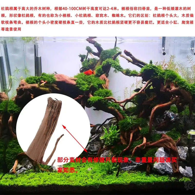 Natural driftwood branches used for reptile and turtle habitats