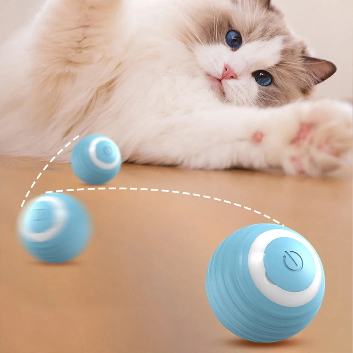 Ein flauschiges weiß-graues Kätzchen schaut auf einen blauen Silikonball Spielzeug auf einer Holzoberfläche.
