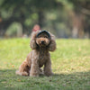 Gorra de Béisbol Ajustable para Perros