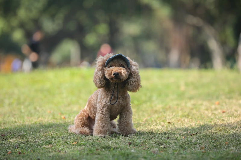 Gorra de Béisbol Ajustable para Perros
