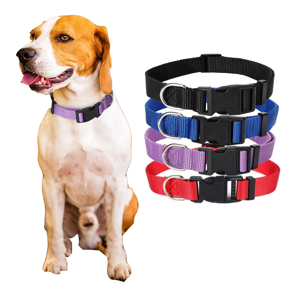 A dog wearing a purple nylon collar with a quick-release buckle.