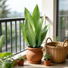 Artificial Snake Plant Decorative Faux Sansevieria