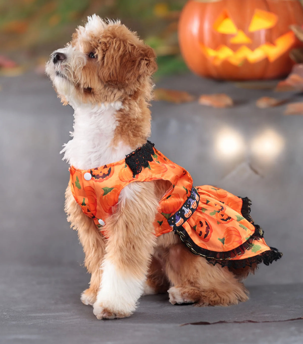Pumpkin Lace Dog Dress for Small Dogs