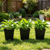 Mini Square Plastic Plant Pots with Drainage Holes for Seed Starting