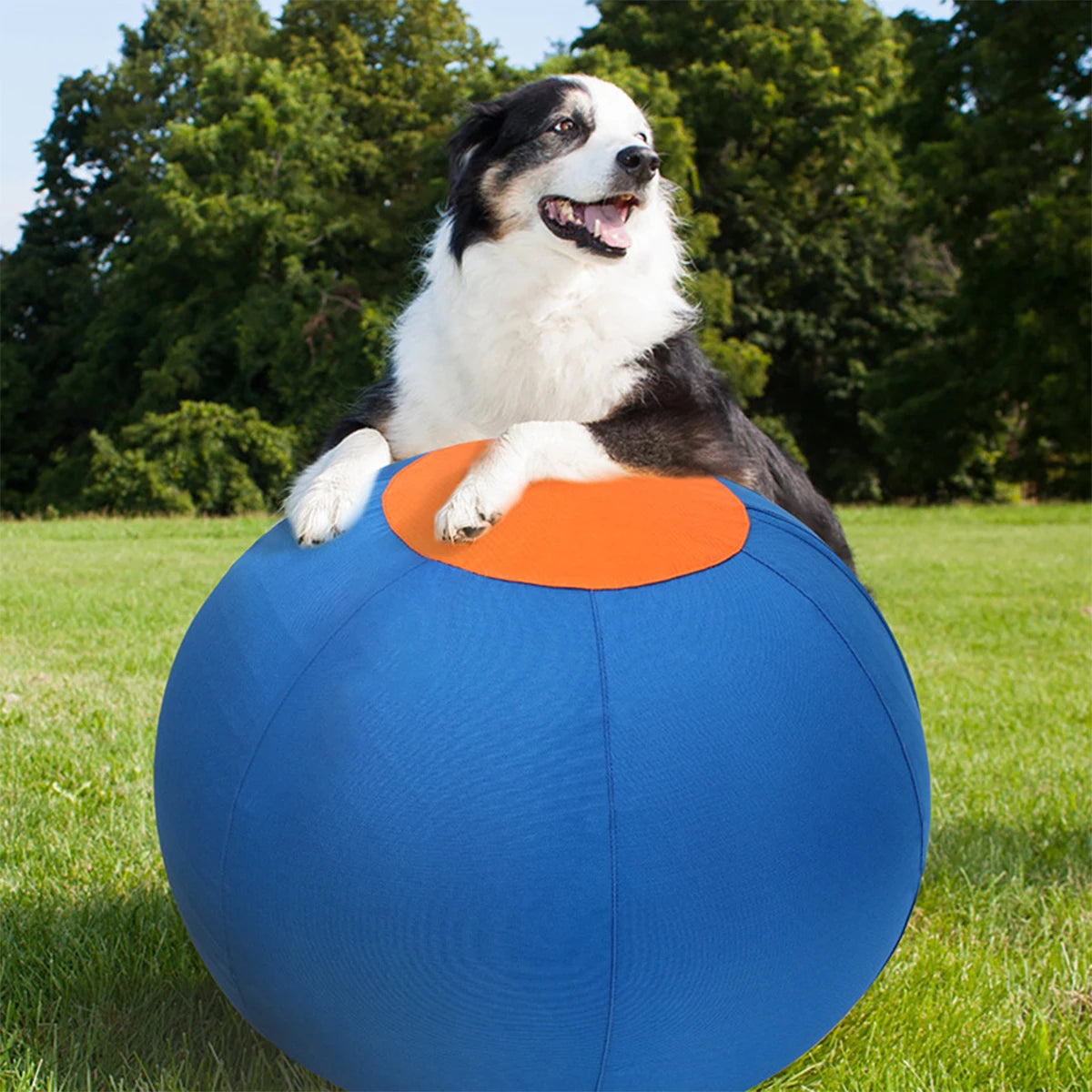 A black and white dog is sitting on a blue inflatable herding ball in a grassy field.