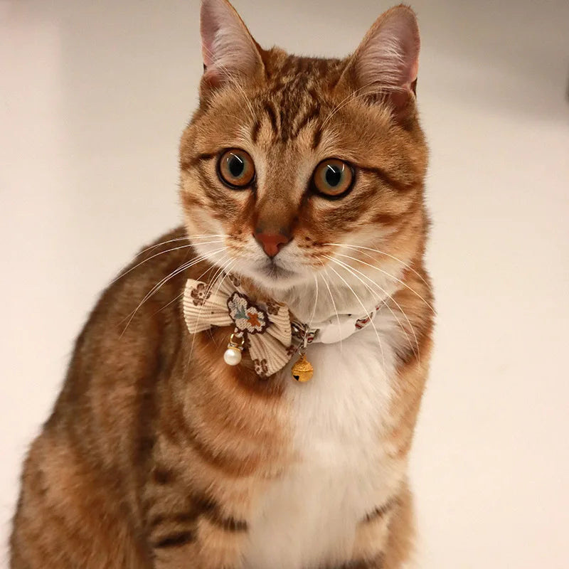 A tabby cat wearing a decorative collar with a bowknot and bell.