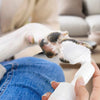 Waterless Paw Foam Cleaner with Built-In Silicone Brush