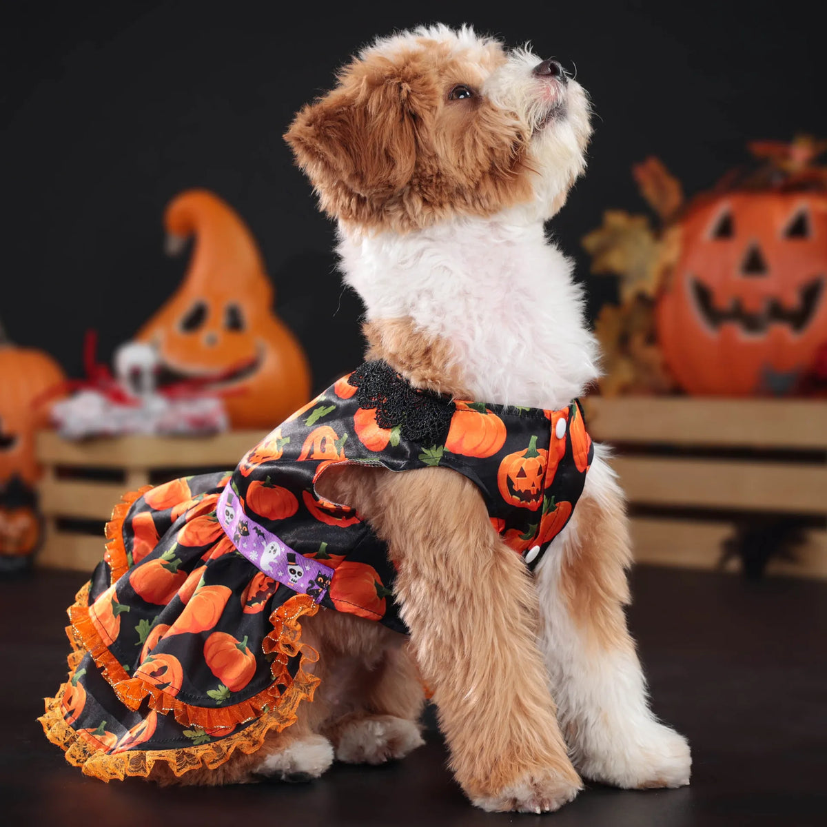 Pumpkin Lace Dog Dress for Small Dogs