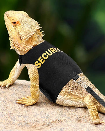 Ein goldbehaarter Dragon in einer schwarzen Sicherheitsgurte und Leine auf einem Felsen.