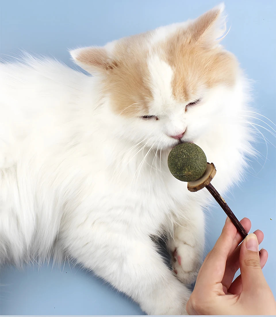 Natural Silvervine Cat Chew Sticks for Dental Care & Play