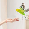 Elastic Parrot Training Leash with Metal Buckle