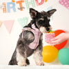 Classic Plaid Dog Collar, Harness & Leash Set with Bowtie