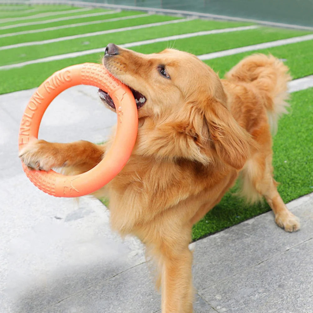 Ein Golden Retriever hält eine orangefarbene EVA-Flugscheibe mit einem Ringpuller.