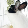 Un conejo blanco con marcas negras y blancas visible dentro de una jaula de alambre.