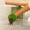 Magnetic Spider Hide Cave for Jumping Spider Enclosures