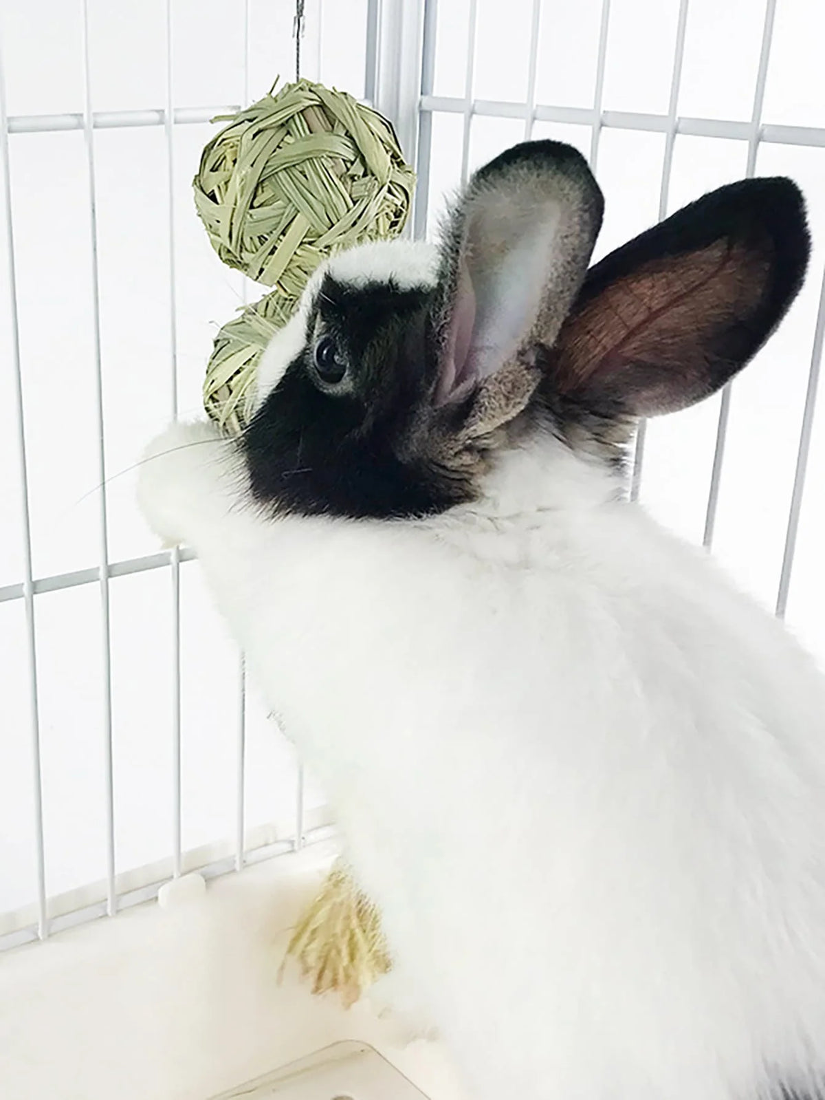 Ein weißer Hase mit schwarz-weißen Markierungen ist in einem Drahtkäfig zu sehen und schaut in die Kamera.