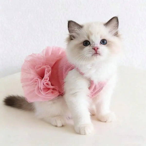 Flauschiges weißes Kätzchen im rosa Tutu-Kleid auf weißer Oberfläche
