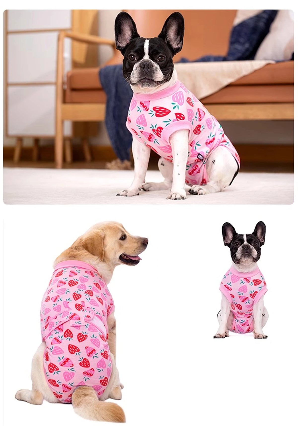 A dog wearing a pink patterned recovery suit sits on a white rug.