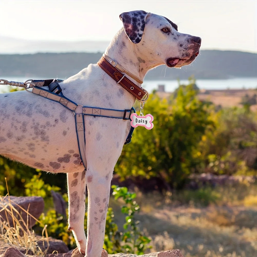A light-colored dog wearing a brown collar with a pink engraved tag is standing outdoors.