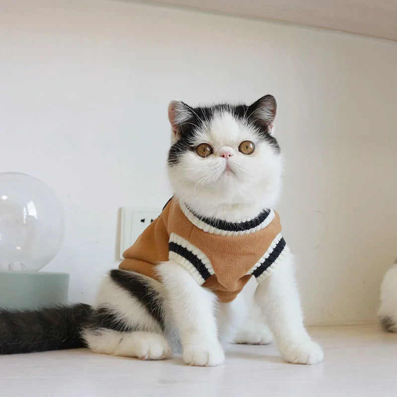 A white and black cat wearing a brown and black striped cotton pullover sweater.