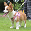 Adjustable Mesh Dog Harness Vest for Small and Medium Pets