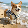 A happy Shiba Inu dog wearing a navy and white striped knitted vest running along the wet beach.