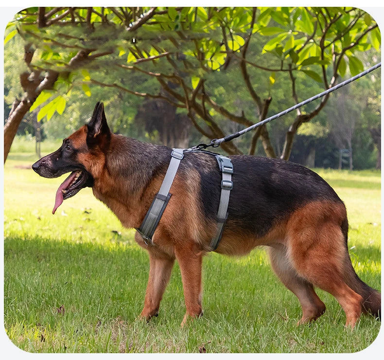 A brown German Shepherd wearing a dark harness is standing in a grassy outdoor field.