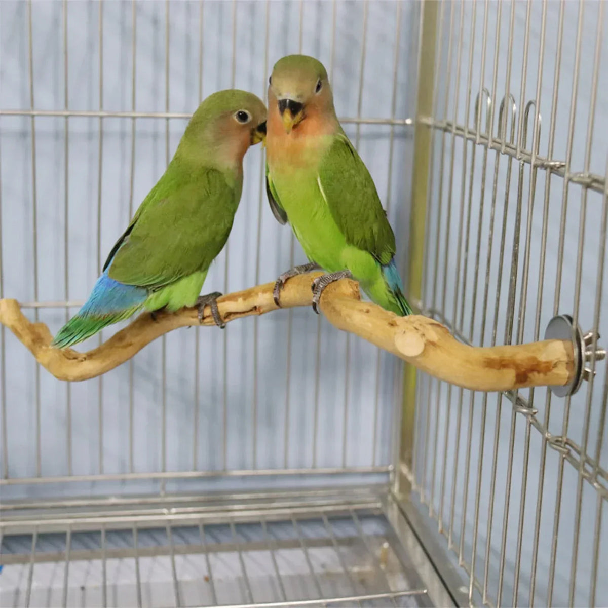 Two green and pink parrot birds perched on a natural wooden branch inside a wire cage