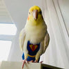 Traje de Vuelo Reutilizable para Loro de Algodón