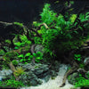 Natürliche Treibholz-Aquarien-Deko