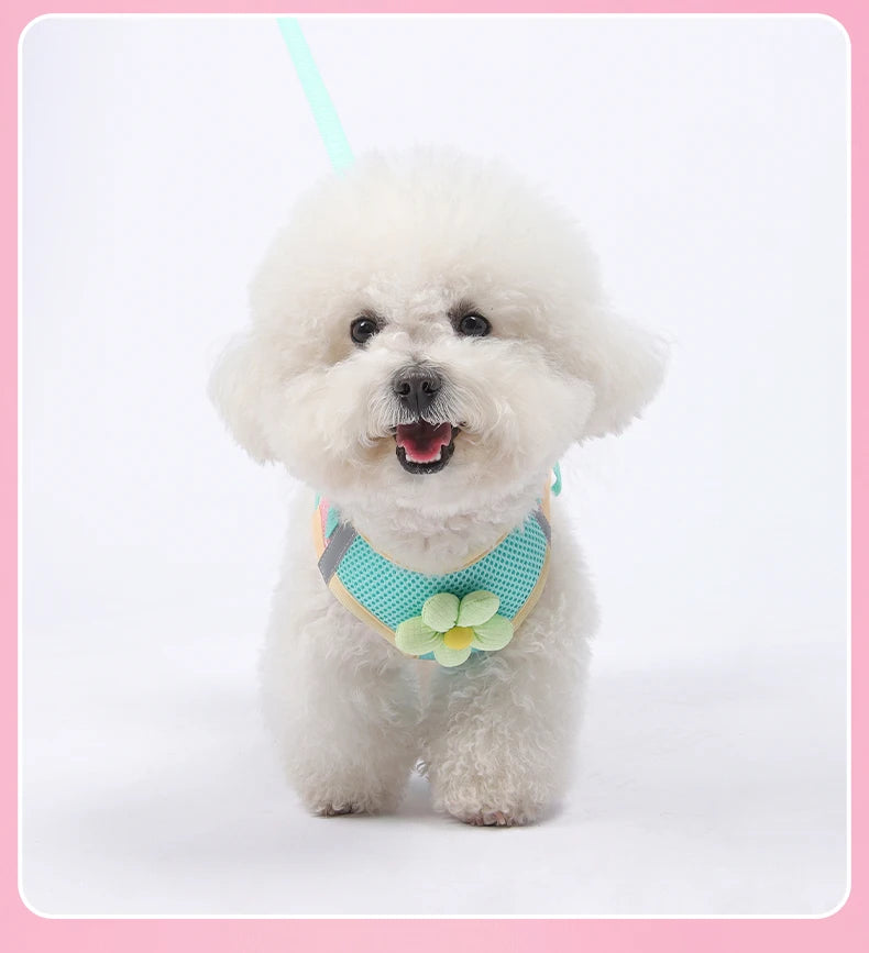 A fluffy white dog wearing a light blue harness and leash against a white background.